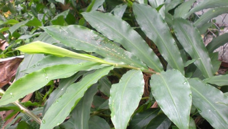 Cây Gừng dại. Zingiber parpureum Roscoe - Cây Thuốc Nam Quanh Ta